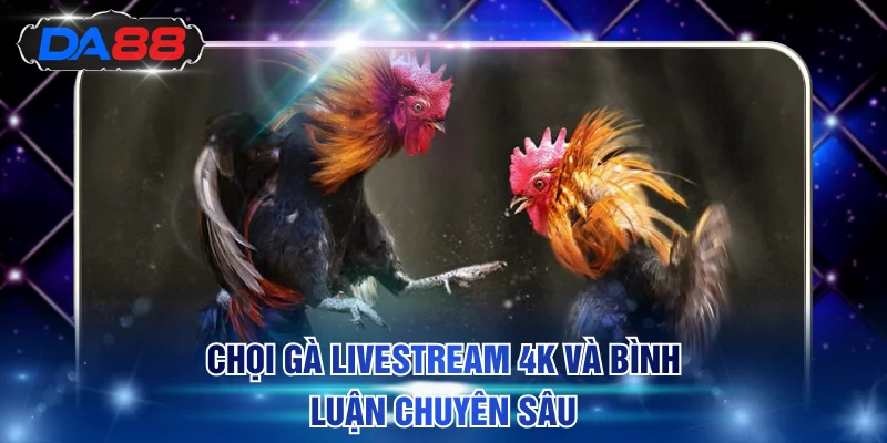 Chọi gà livestream 4K và bình luận chuyên sâu