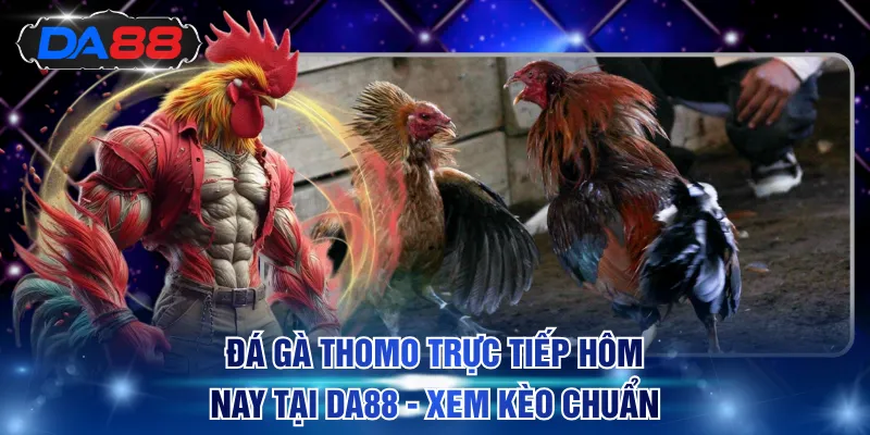 Đá Gà Thomo