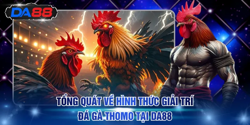 Tổng quát về hình thức giải trí Đá Gà Thomo tại DA88